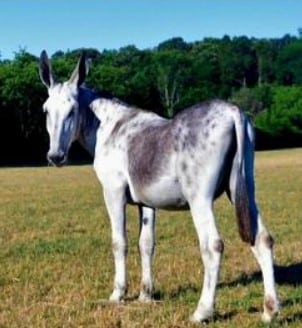 CooleysMammothJackstock