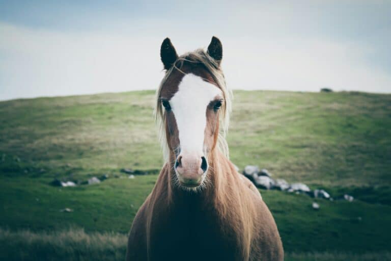 HorseSanctuary 1 768x512