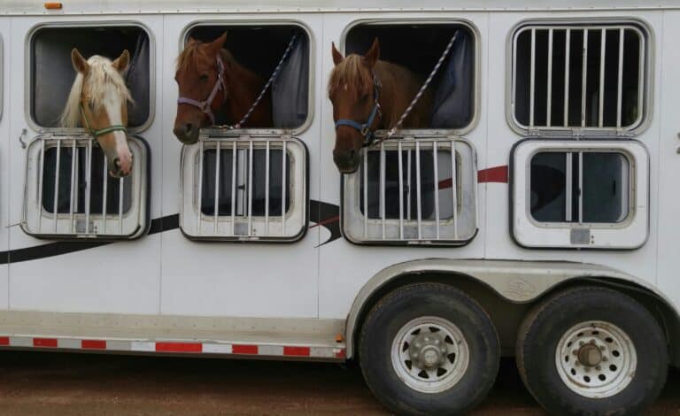 How to Prepare Your Equine for a New Home: Reducing Stress Before the Move
