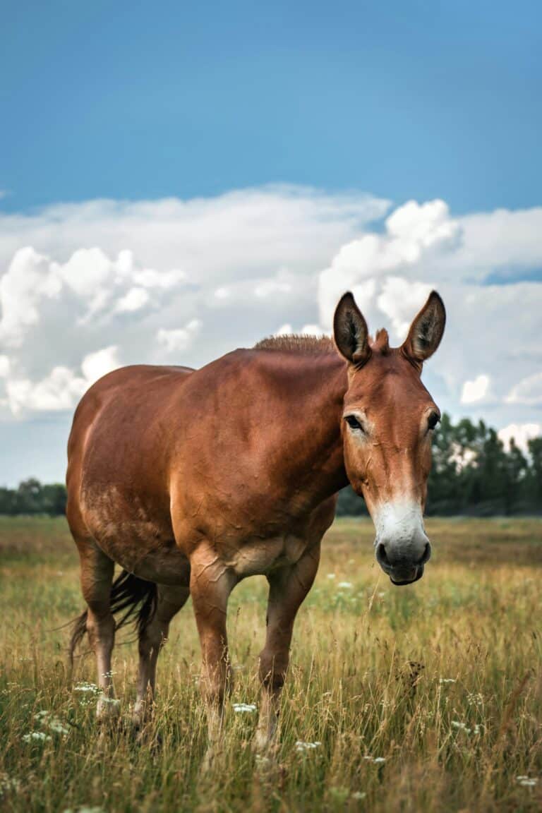 Feeding the Performance Mule: Nutrition Tips Most Owners Miss